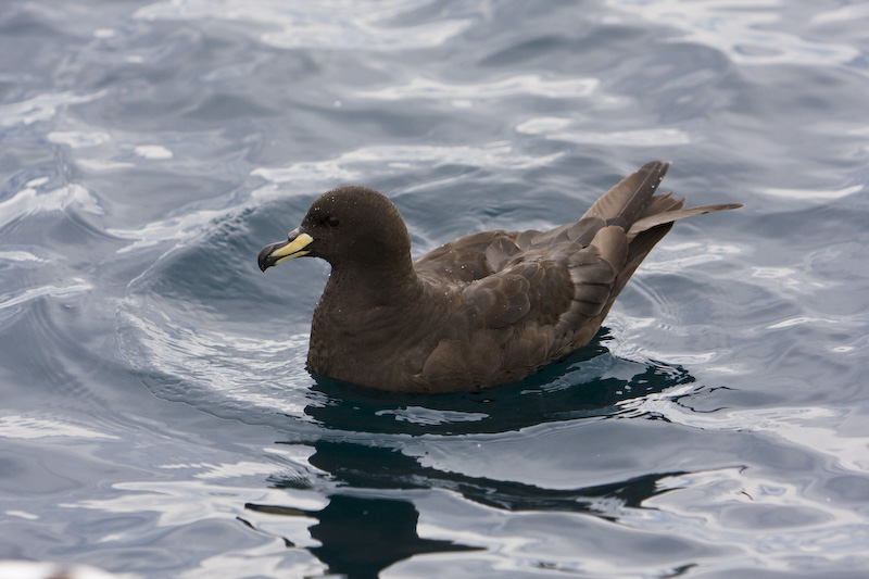 Westland Petrel